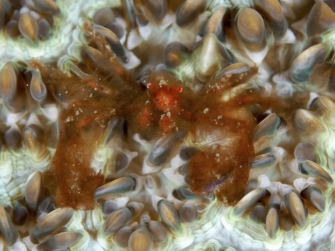 Camouflaged orang-utan crab (Achaeus japonicus) on a coral, merging with its surroundings. Dive site Gondol East, Penyapangan, Bali, Indonesia