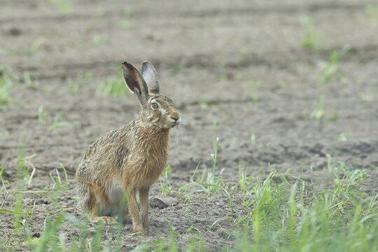 European hare (Lepus europaeus) sitting on a freshly harrowed field, North Rhine-Westphalia, Germany