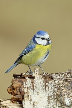 Blue tit (Parus caeruleus), sitting on dead wood, Wilnsdorf, North Rhine-Westphalia, Germany