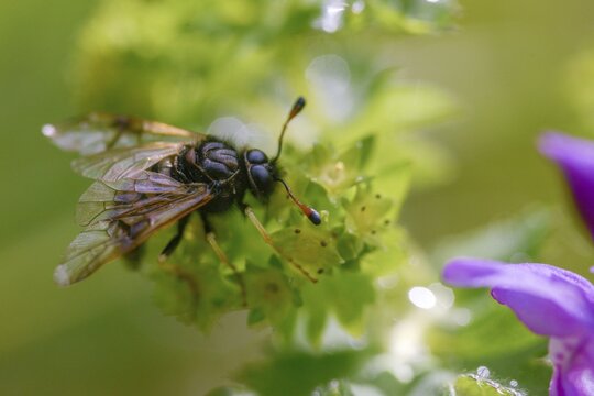 Abia candens, field widow flowers clubhorn leaf wasp, cimbicidae, hymenoptera, clubhorn leaf wasp, clubhorn leaf wasps, small field widow flowers clubhorn leaf wasp, plant wasps, symphyta, insects, insects