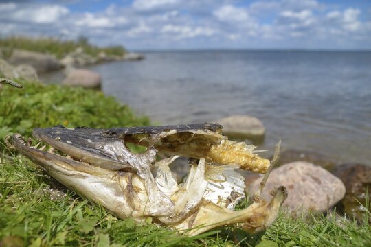 Esox Lucius, pike, pike, predatory fish, fish, fishes, food fish, carcass, head, northern pike, pisces, skull, dead