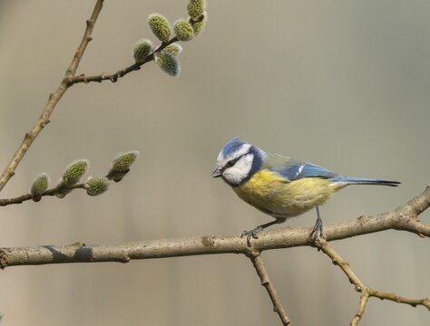 Blue tit, parus caeruleus, birds, spring, tits, passeri, songbirds, songbirds, jump, tits, birds