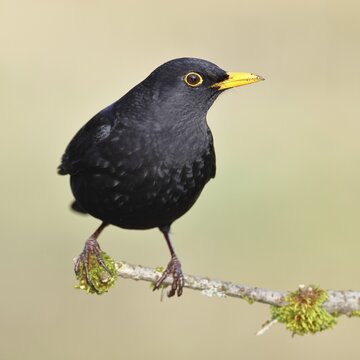 Blackbird (Turdus merula), male, sitting on a branch, Wilnsdorf, North Rhine-Westphalia, Germany
