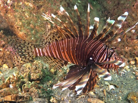 Pacific red lionfish (Pterois volitans) with long spines and a striped pattern on the seabed, at the Anna's Reef dive site, Destin, Panhandle, Gulf of Mexico, Florida, USA