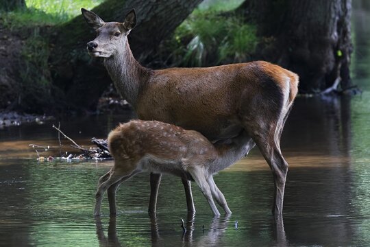 Red deer (Cervus elaphus), doe suckling her calf in the water, female, animal child, Schleswig-Holstein, Germany