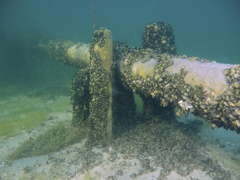 Underwater image of a tube covered by Quagga triangular mussels (Dreissena rostriformis bugensis), invasive species, dive site Wildsau, Berlingen, Lake Constance, Switzerland, Germany