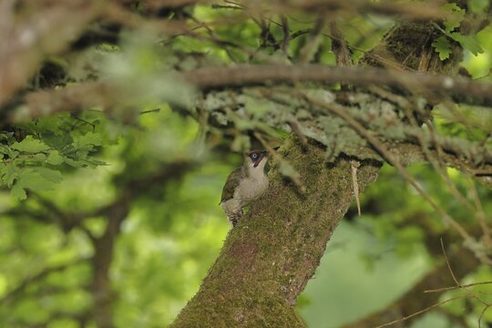 A male green woodpecker (Picus viridis) sits well hidden amongst the branches of an oak tree, wildlife, woodpeckers, green woodpecker, nature photography, spring, Wilnsdorf, North Rhine-Westphalia, Germany