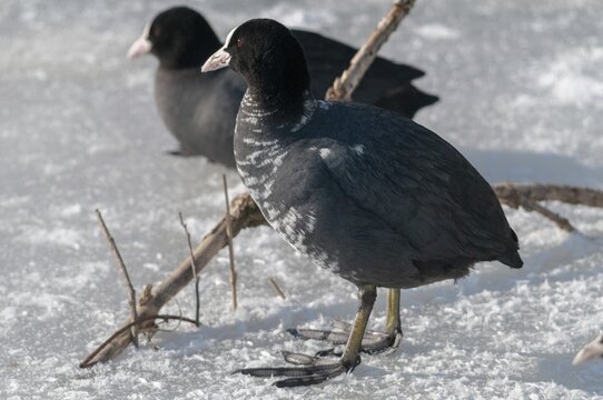 Eurasian Coot coot, fulica atra, birds, coot rail, gruiformes, cranes, leucism, rails, railings, rallidae, snow, birds, waterbirds, waterbirds, winter