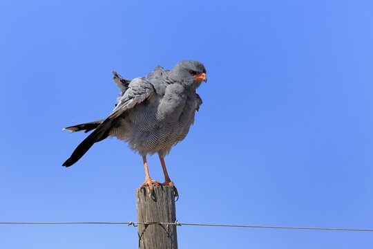 Silver-singing hawk (Melierax canorus), Great Singing Hawk, adult, perched, alert, Little Karoo, Western Cape, South Africa