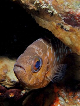 A glass-eyed large-eyed cichlid (Heteropriacanthus cruentatus) with a striking pattern hides beneath a rock, at the Coral Garden dive site, Puerto Viejo de Talamanca, Lim&oacute;n, Costa Rica, Caribbean, Atlantic, Central America