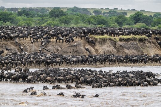 The Great Migration, Huge herds of wilderbeast (Connochaetes taurinus) crossing the Mara river and swimming to the other side, Serengeti Nationalpark, Tanzania