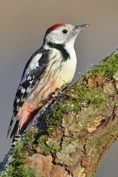 Middle spotted woodpecker (Dendrocopos medius), sitting on a branch covered with moss, Wilnsdorf, North Rhine-Westphalia, Germany