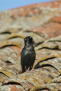 Monochrome star, spotless starling, sturnus unicolor, birds, extremadura, high size, portrait format, passeri, songbirds, Spain, birds