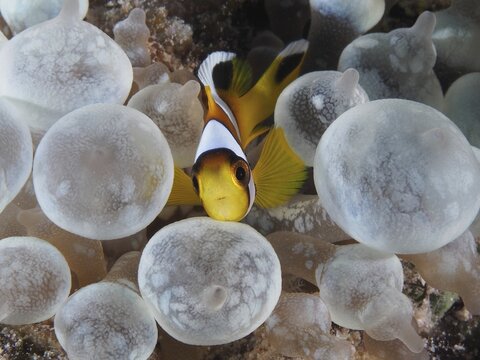 Juvenile red sea clownfish (Amphiprion bicinctus) in its bubble coral (Plerogyra sinuosa), Dive site House Reef, Mangrove Bay, El Quesir, Red Sea, Egypt