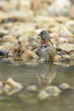Acanthis cannabina, bloodtail, linaria cannabina, linnet, bath, bird bath, birds, hanfling, male, passeri, songbirds, songbirds, drinking, birdbath, birds, watering place
