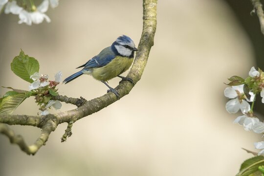 Blue tit, fruit tree blossom, parus caeruleus, birds, spring, tits, passeri, songbirds, songbirds, jump, tits, birds
