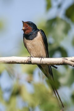 Hirundo rustica, house martin, barn swallow, birds, song, high size, portrait format, passeri, swallows, singing, songbirds, birds