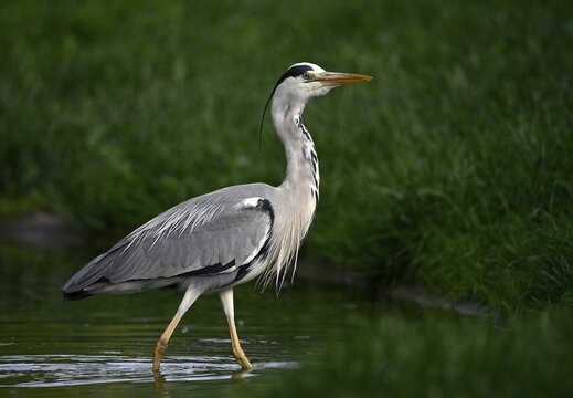 Grey heron (Ardea cinerea), fishing, Baden-W&uuml;rttemberg, Germany