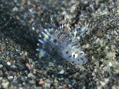 Small transparent fish with patterns, zebra dwarf lionfish (Dendrochirus zebra) juvenile, in the sandy seabed, dive site Puri Jati, Umeanyar, Bali, Indonesia