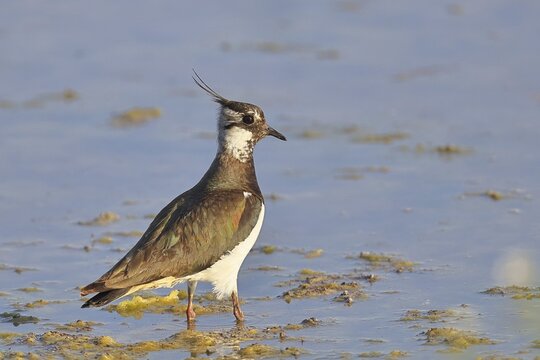 Northern Lapwing (Vanellus vanellus), in breeding plumage, foraging in the mudflats by the lake shore, wildlife, wading bird, animals, waterbirds, Lake Neusiedl National Park, Burgenland, Austria