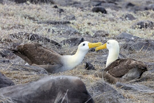 Galapagos albatross (Phoebastria irrorata), Galapagos, Ecuador