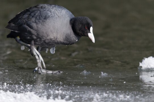 Eurasian Coot coot, fulica atra, birds, coot, coot rail, ice, gruiformes, ice, crane birds, rails, harrow birds, rallidae, snow, birds, waterbirds, waterbirds, winter