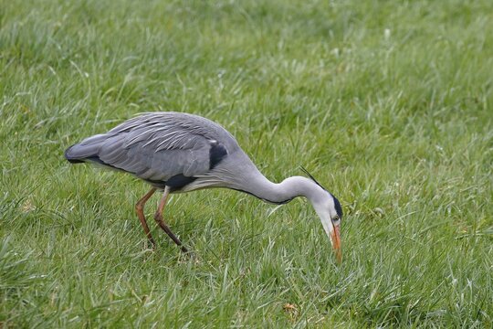 Grey heron (Ardea cinerea) looking for earthworms in a meadow, Schleswig-Holstein, Germany