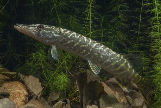 Esox Lucius, pike, pike, predatory fish, fishes, northern pike, pisces