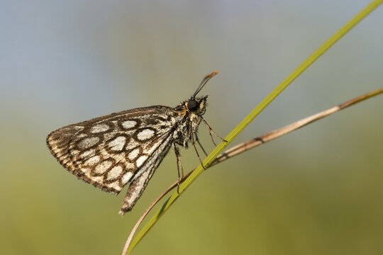 Hesperiidae, heteropterus morpheus, large chequered skipper, mirrorspot thighead, butterfly, thighead, insects, butterfly, butterflies