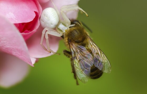 Apidae, apis mellifera, arachnida, bees, European honey bee, European honey bee, flower crab spider, hymenoptera, misumena vatia, arachnids, variable crab spider, western honey bee, western honey bee, prey, flower spider, goldenrod crab spider, honey bee, insects, hunting, crab spider, spider, spiders