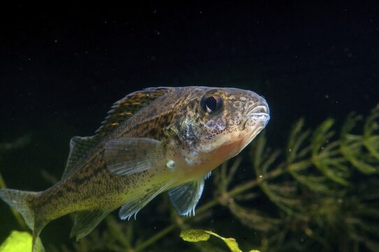 Gymnocephalus cernuus, tadfish, pope, ruff, fish, fishes, pisces