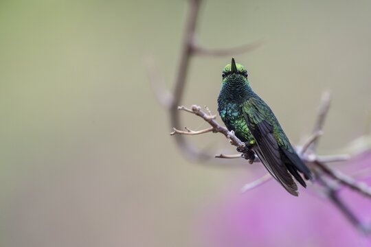 Blue-tailed Emerald Hummingbird (Chlorostillbon mellisugus), Curacao