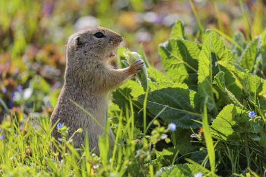 An adult ground squirrel (Spermophilus citellus) eats leaves and flowers on a sunny day in a green meadow with tall vegetation. Austria
