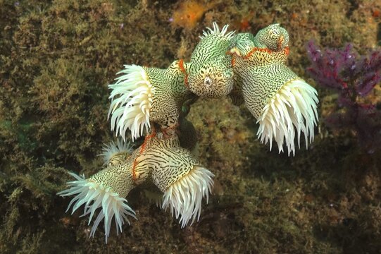 Tiger anemone, gorgonian wrapper (Nemanthus annamensis), Aliwal Shoal dive site, Umkomaas, KwaZulu Natal, South Africa