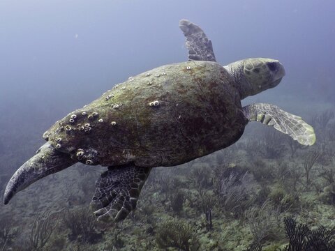 Loggerhead sea turtle (Caretta caretta), dive site Breakers, Palm Beach, Florida, USA