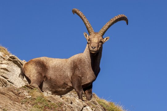 Alpine ibex (Capra ibex), Heiligenblut am Gro&szlig;glockner, Carinthia, Austria