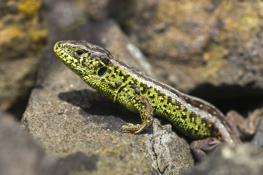 Castor bean tick, wooden buck, ixodes ricinus, ixodida, lacerta agilis, sand lizard, sand lizard, ticks, critters, lizards, reptiles