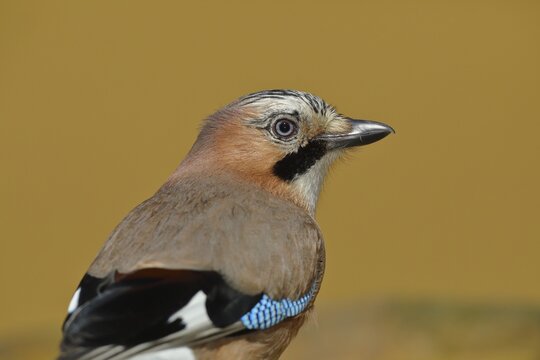 Eurasian jay (Garrulus glandarius), animal portrait, Wilden, North Rhine-Westphalia, Germany