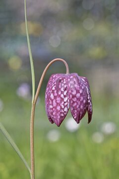 Snake's Head Fritillary (Fritillaria meleagris), single flower in a meadow, close-up, inflorescence, early bloomer, spring, Wilnsdorf, North Rhine-Westphalia, Germany