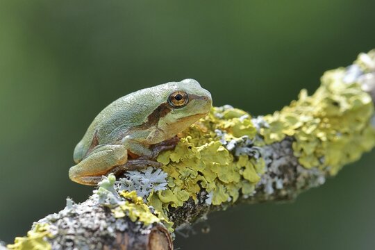 European tree frog (Hyla arborea) sitting on a lichen-covered branch in its natural environment, close-up, Lake Neusiedl National Park, Burgenland, Austria
