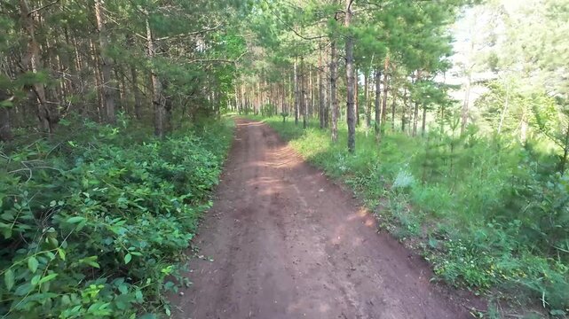 Compacted reddish-brown dirt trail winds into mixed pine forest from low eye-level viewpoint, narrowing between shaded mature pines, bright saplings, grassy edges, and layered woodland texture