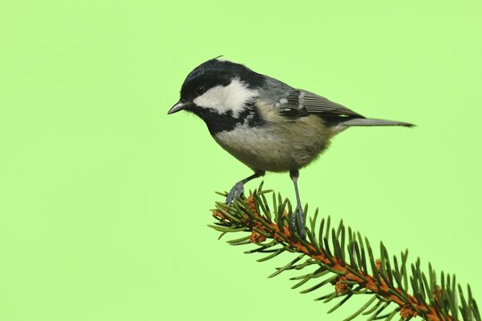 Coal tit (Parus ater), sitting on Tannenzweig, North Rhine-Westphalia, Germany