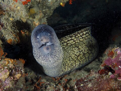 A Mediterranean moray eel (Muraena helena) peeks curiously out of a hole in a rocky underwater landscape, dive site: Cap de Creus Marine Reserve, Rosas, Costa Brava, Spain, Mediterranean Sea