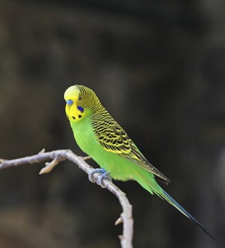 Budgerigar (Melopsittacus undulatus), adult, natural colours, on a branch, captive, occurrence in Australia, Hesse, Germany