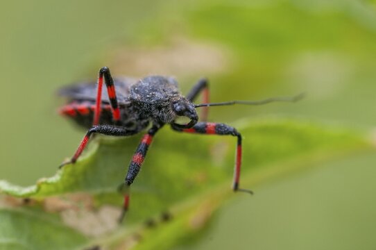 Ringed murder bug, heteroptera, murder bug, red-banded assassin bug, reduviidae, rhinocoris annulatus, rhynocoris annulatus, insects, predatory bugs, bedbugs