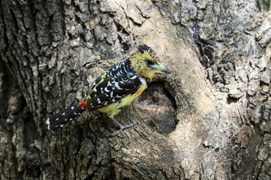 Crested Bart's Bird (Trachyphonus vaillantii), Black-backed Bart's Bird, adult, perched, tree, alert, Kruger National Park, South Africa