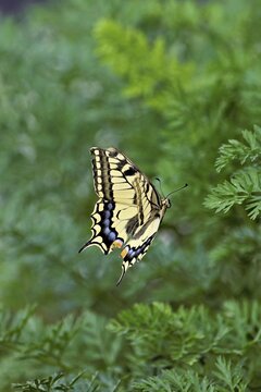 Swallowtail (Papilio machaon), approaching carrot weed (carrot herb), a food source for the caterpillars, Meienberg, Canton of Aargau, Switzerland