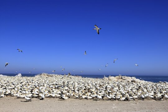 Cape Gannet (Morus capensis), breeding colony, on land, coast, beach, Lamberts Bay, Western Cape, South Africa