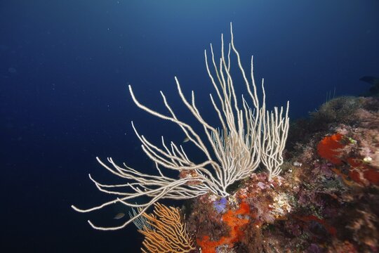 White gorgonian (Eunicella singularis) and orange details in a blue sea, dive site Sec de la Jeaune Garde, Giens peninsula, Provence Alpes C&ocirc;te d'Azur, France