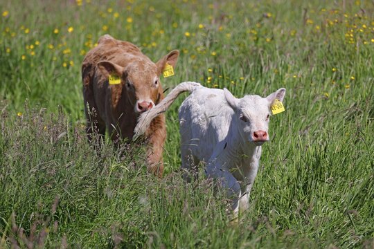Charolais Cattle (Bos primigenius taurus), calves with ear tags running through high meadow, baby animals, Wedeler Elbmarsch, Wedel, Schleswig-Holstein, Germany